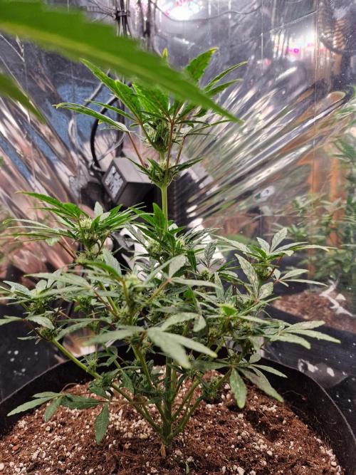 Grow Tent 3x3x6 (90cm x 90cm x 180cm). Week 6