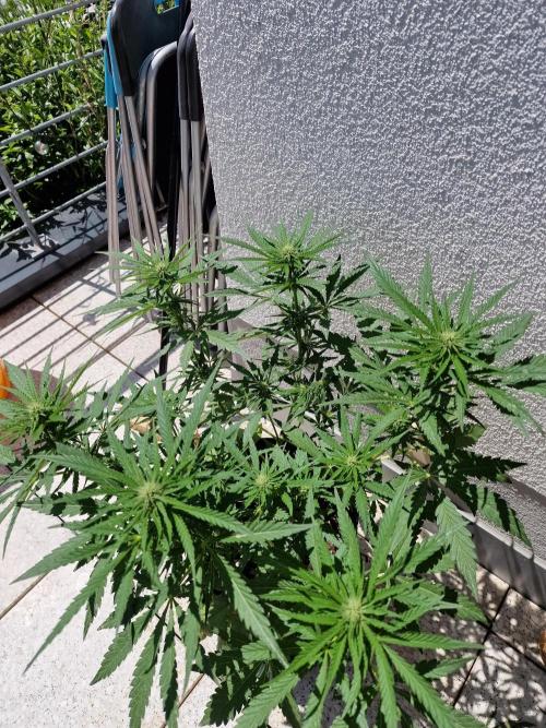 Mendo Frost. Week 7