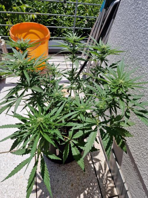 Mendo Frost. Week 7