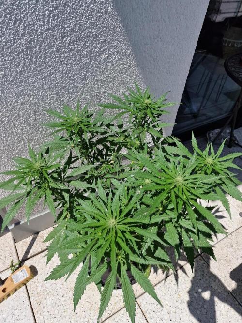 Mendo Frost. Week 7