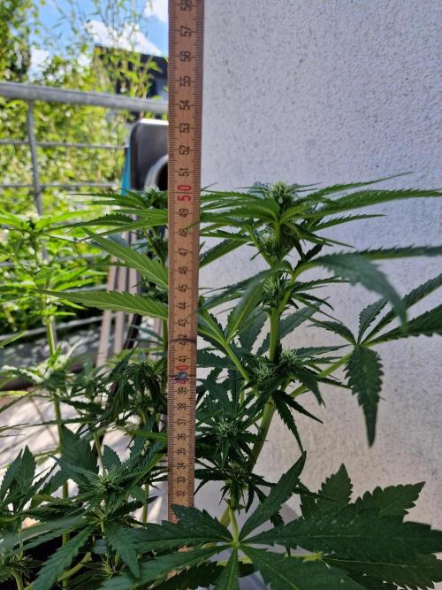 Mendo Frost. Week 7