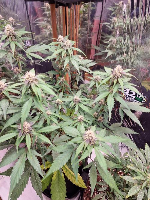 Purple Lemonade RF3. Week 7