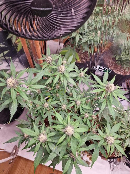 Purple Lemonade RF3. Week 7