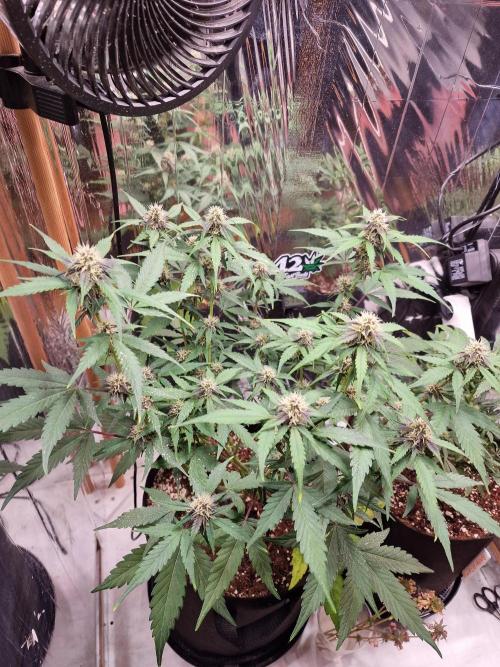 Purple Lemonade RF3. Week 7