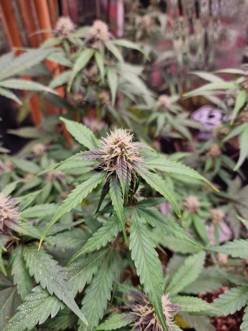 Purple Lemonade RF3. Week 7