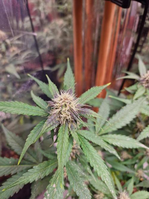 Purple Lemonade RF3. Week 7