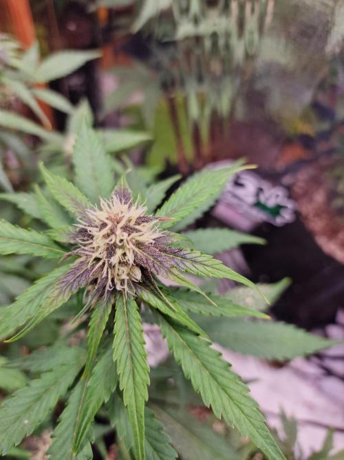 Purple Lemonade RF3. Week 7