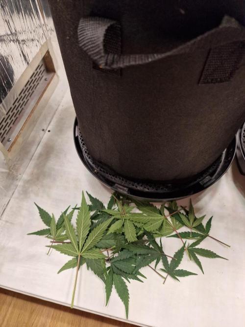 Purple Lemonade RF3. Week 7