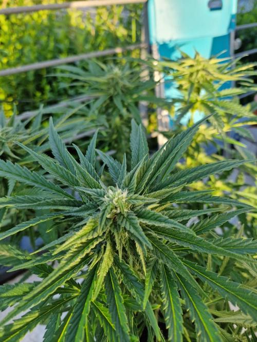 Mendo Frost. Week 7