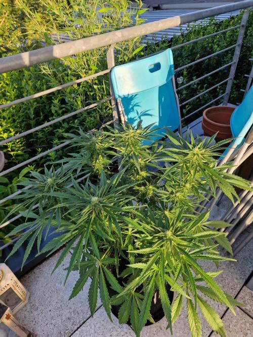 Mendo Frost. Week 7