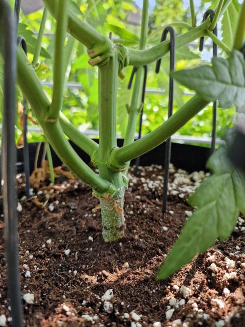 Mendo Frost. Week 7