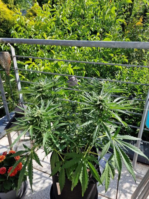 Mendo Frost. Week 7