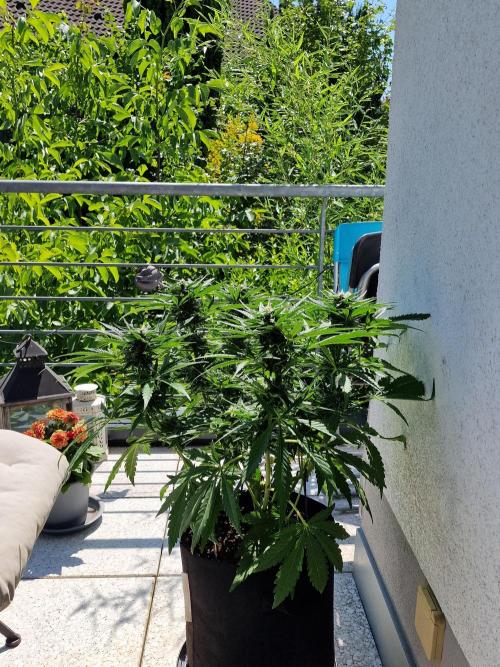 Mendo Frost. Week 8
