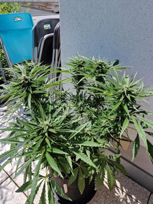 Mendo Frost. Week 8