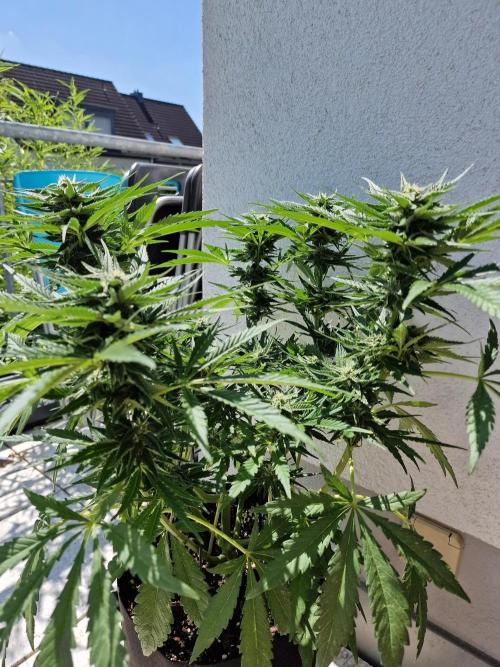 Mendo Frost Auto. Week 8