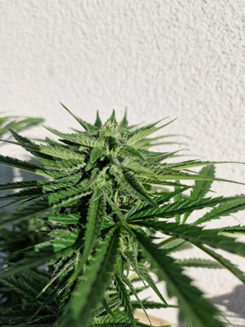 Mendo Frost. Week 8