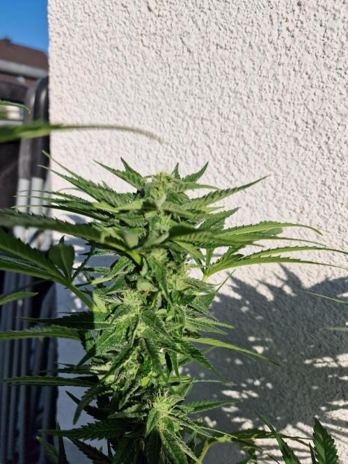 Mendo Frost. Week 8