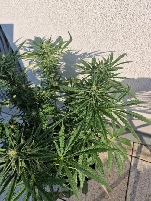 Mendo Frost. Week 8