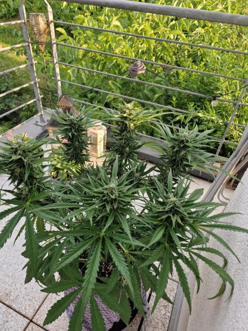 Mendo Frost. Week 8