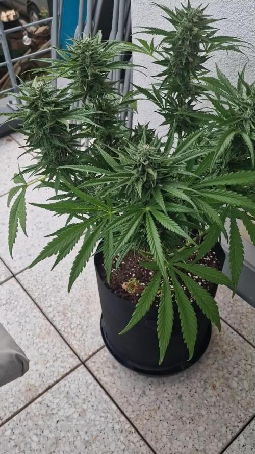 Mendo Frost