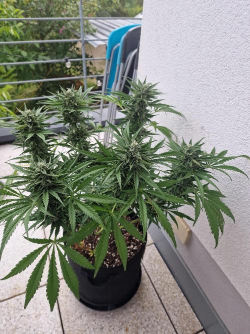 Mendo Frost. Week 9