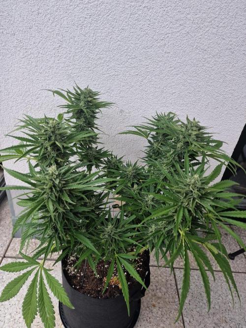 Mendo Frost. Week 9