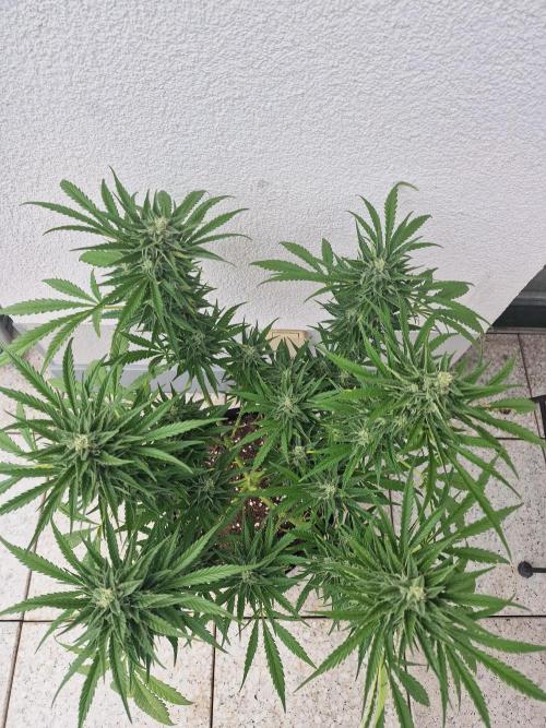 Mendo Frost. Week 9
