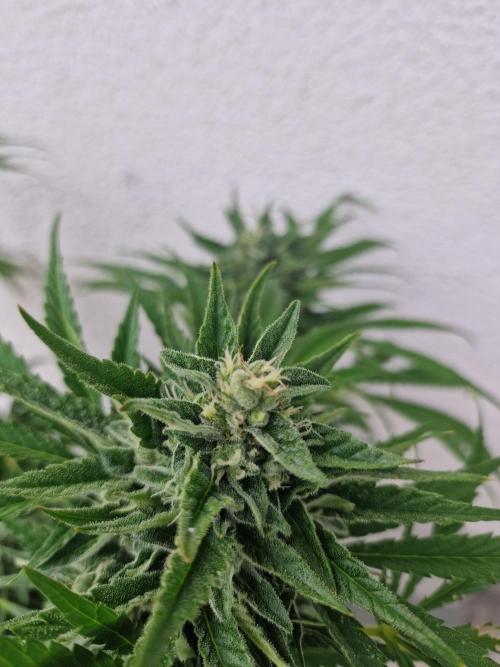 Mendo Frost. Week 9
