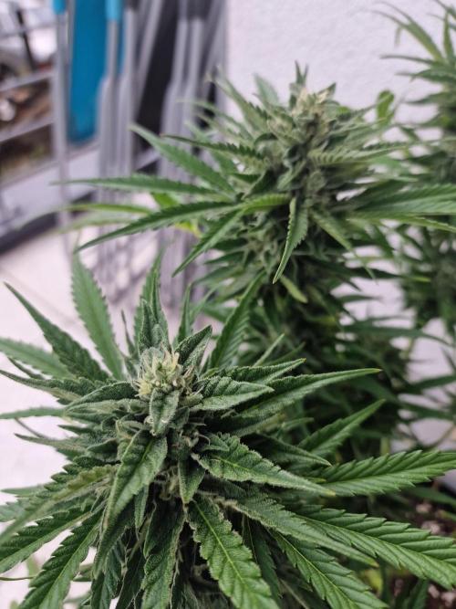 Mendo Frost. Week 9