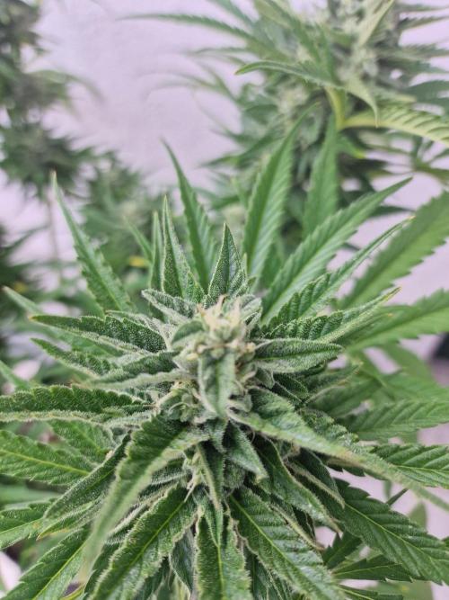 Mendo Frost Auto. Week 9