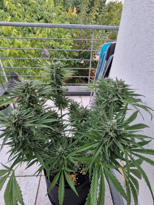 Mendo Frost. Week 9
