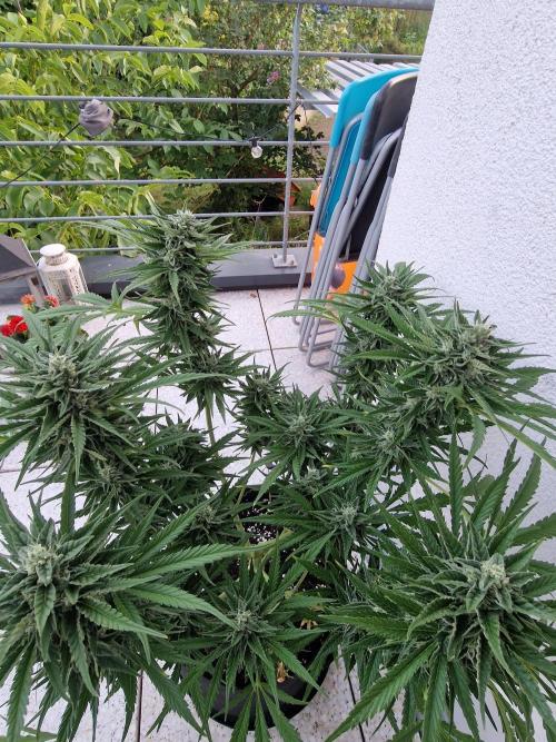 Mendo Frost. Week 9