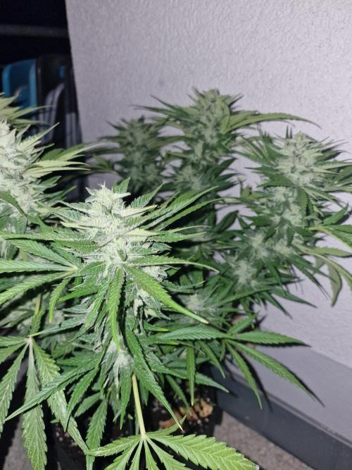 Mendo Frost Auto. Week 9