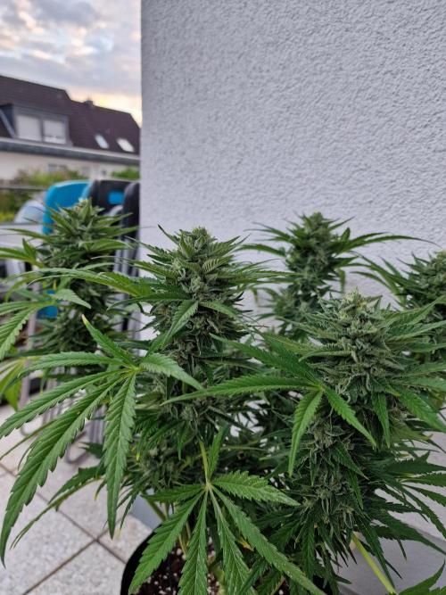 Mendo Frost. Week 10