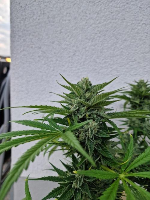 Mendo Frost. Week 10