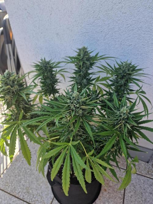 Mendo Frost. Week 10