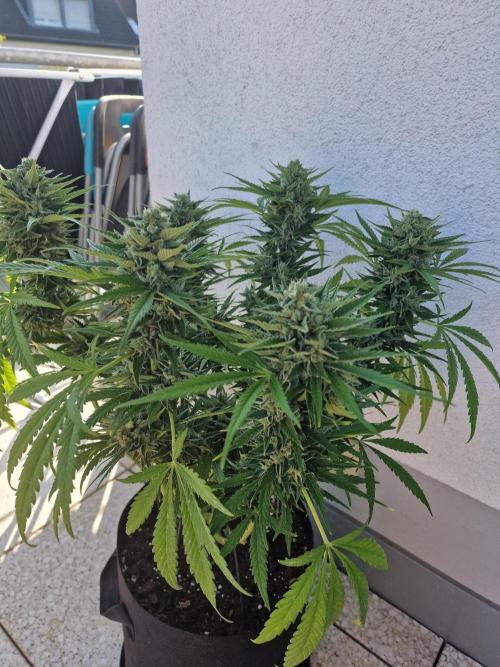 Mendo Frost. Week 10