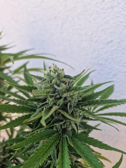 Mendo Frost. Week 10