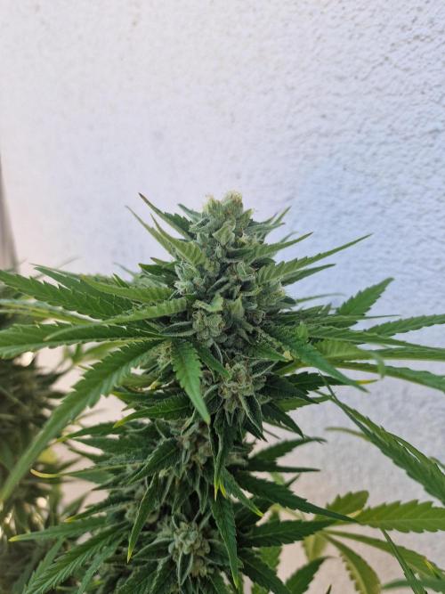 Mendo Frost Auto. Week 10
