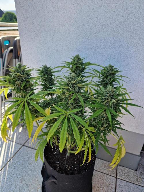 Mendo Frost. Week 10