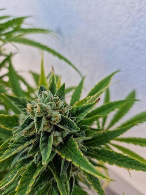 Mendo Frost. Week 10