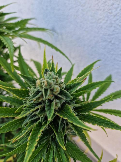 Mendo Frost. Week 10