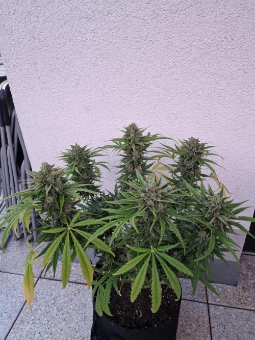 Mendo Frost. Week 11