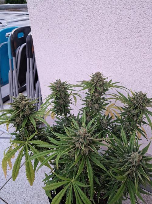 Mendo Frost. Week 11