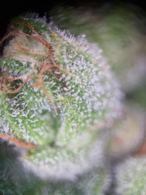 Mendo Frost. Week 11
