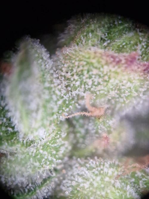 Mendo Frost. Week 11