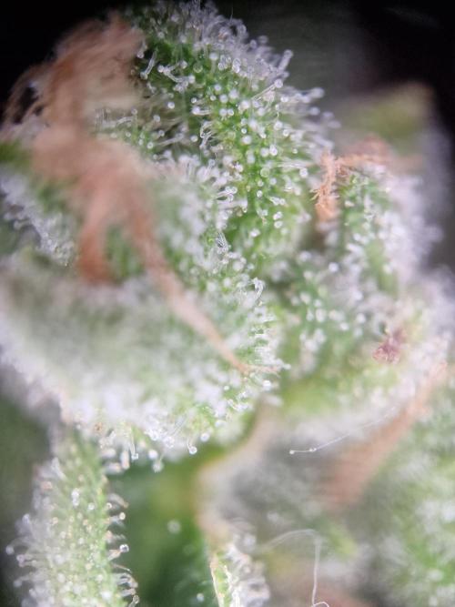 Mendo Frost. Week 11