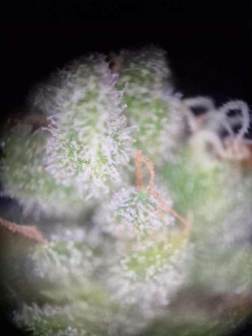 Mendo Frost. Week 11