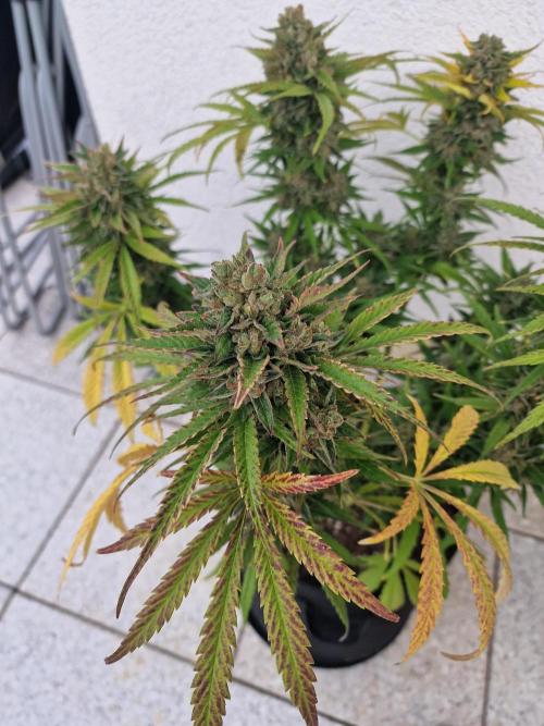 Mendo Frost. Week 11