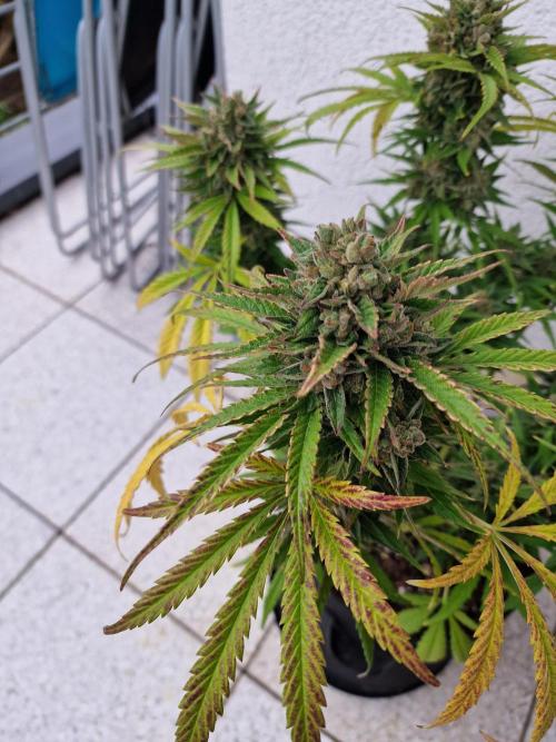 Mendo Frost. Week 12